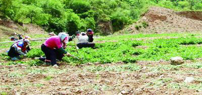 44亩植被遭严重破坏