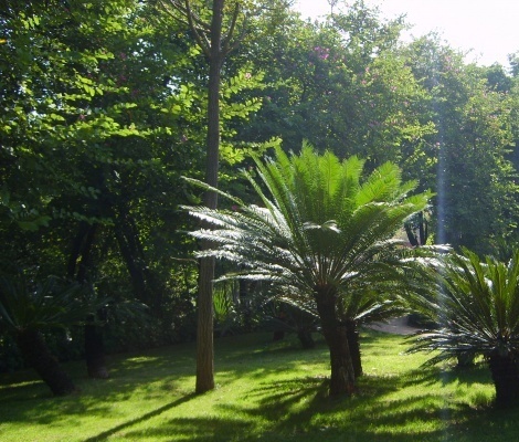 植物活化石水青树